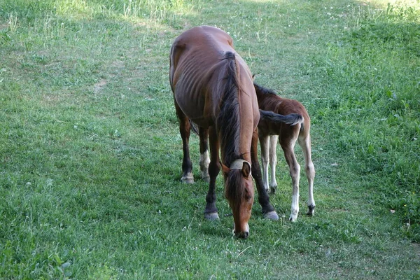 Cavalos Cárpatos Montanhas Dos Cárpatos Transcarpatias — Fotografia de Stock