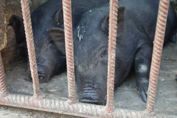Schwarzes Ferkel Käfig Der Schweinezucht — Stockfoto