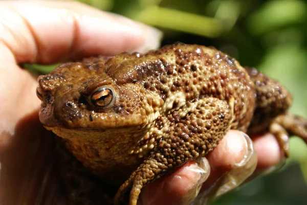 Man holds in his hand a large toad