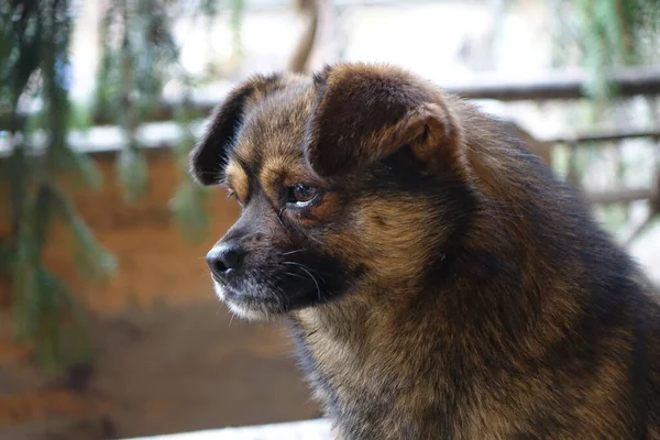 Gammal Brun Hund Närbild — Stockfoto