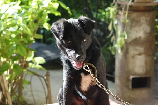 Portrait Cute Black Dog — Stock Photo, Image