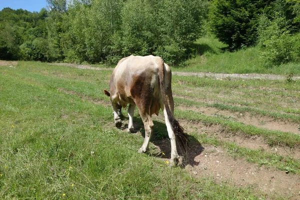 Tehén Legeltetés Zöld Mezőn Kárpátalja — Stock Fotó