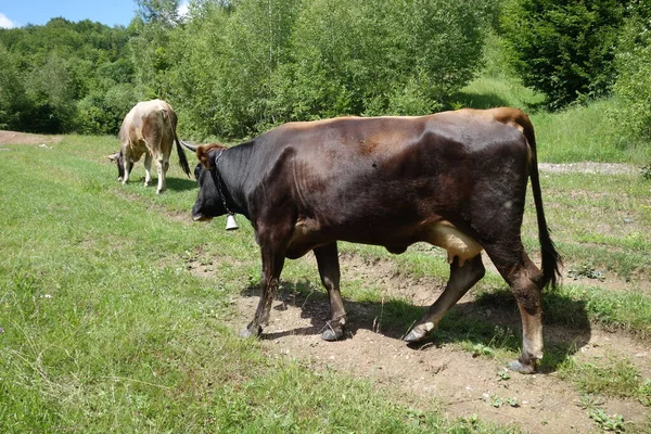 Des Vaches Dans Prairie Verte Transcarpathie — Photo