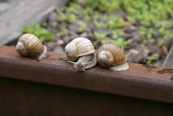 Colônia Caracóis — Fotografia de Stock