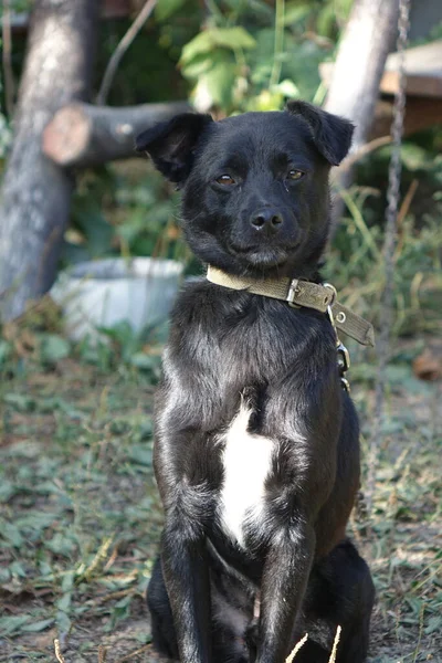 Pies Szczeniak Trawie — Zdjęcie stockowe