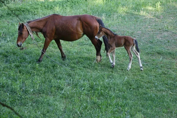 Cavalos Cárpatos Montanhas Dos Cárpatos Transcarpatias — Fotografia de Stock