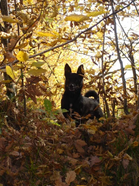 Hund Skogen — Stockfoto