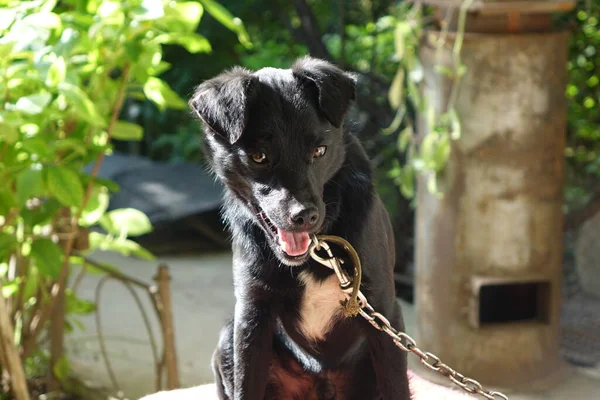 Portrait Dog — Stock Photo, Image