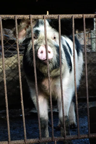 Porträt Eines Schweins Käfig — Stockfoto