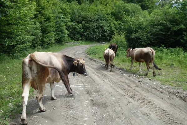 Les Vaches Sont Sur Route Transcarpathie — Photo