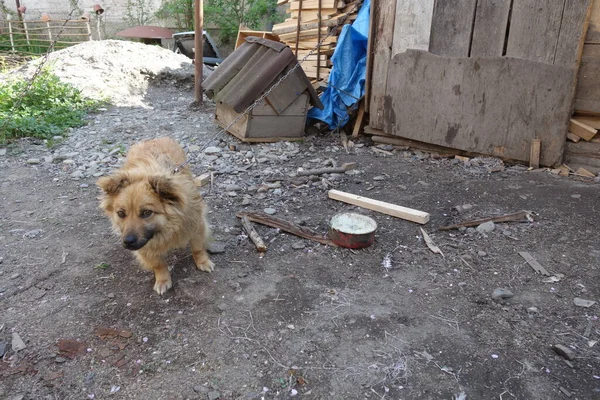 Hond Die Grond Slaapt — Stockfoto