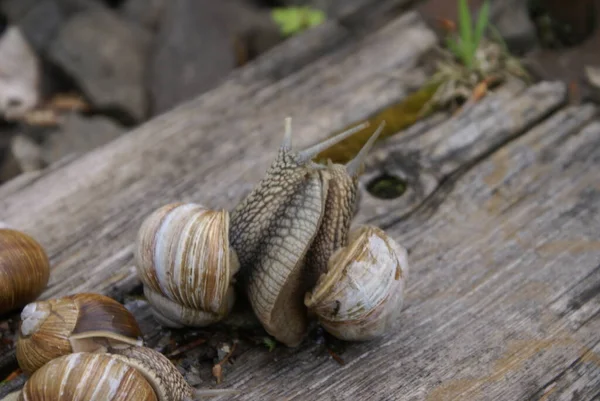 Die Kolonie Der Schnecken — Stockfoto