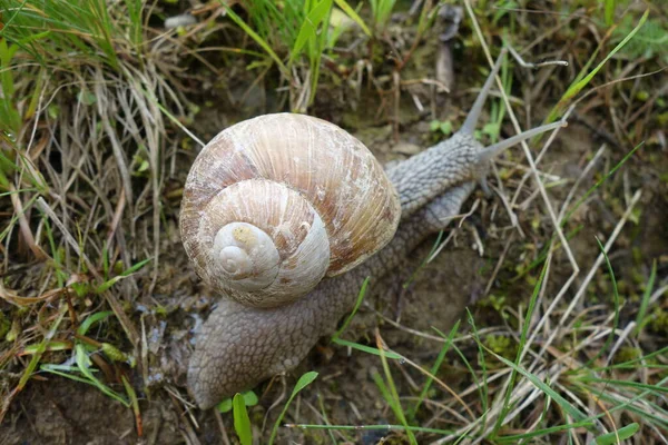 Schnecke Garten Auf Dem Gras — Stockfoto