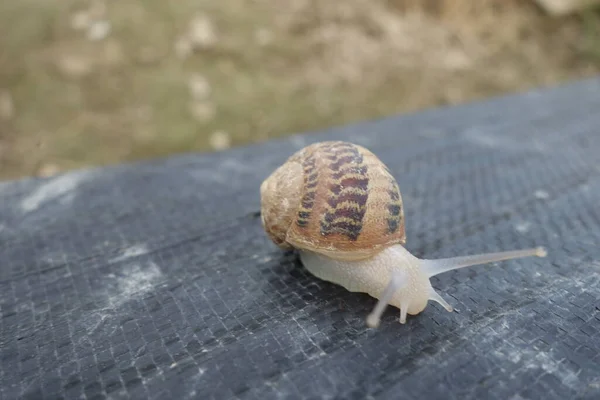 Petit Escargot Une Ferme Escargots Transcarpathie — Photo