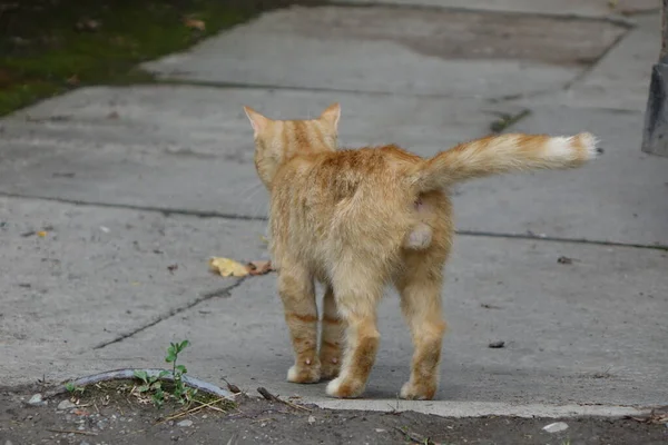 Nahaufnahme Der Niedlichen Rothaarigen Katze — Stockfoto