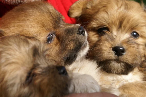 Kleine Hunde Nahsicht — Stockfoto