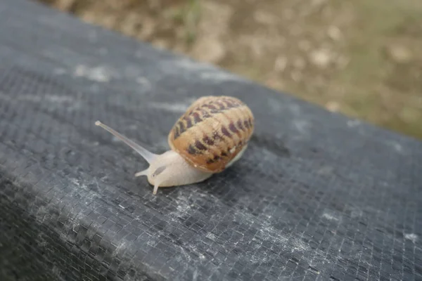 Kleine Slak Slakkenboerderij Transcarpathie — Stockfoto