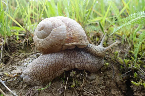 Lumaca Nel Giardino Sull Erba — Foto Stock