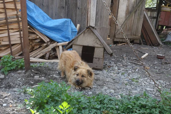 Hond Zittend Bank Tuin — Stockfoto