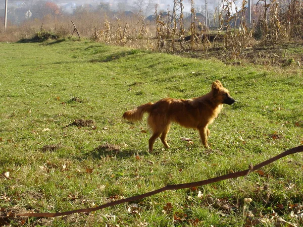 Perro Bosque — Foto de Stock