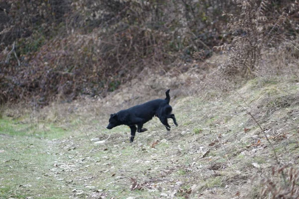 Cão Floresta — Fotografia de Stock