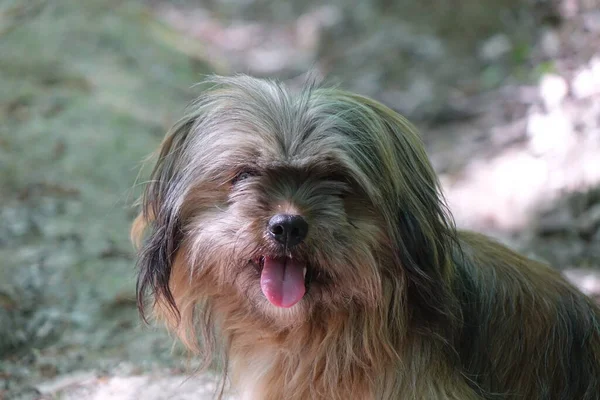 Porträt Eines Niedlichen Reinrassigen Hundes — Stockfoto