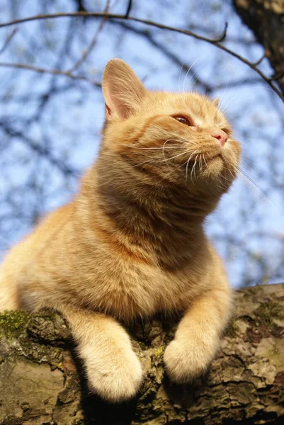 Közelről Kilátás Aranyos Vörös Hajú Macska — Stock Fotó