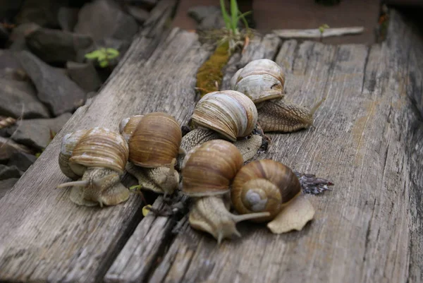 Colônia Caracóis — Fotografia de Stock