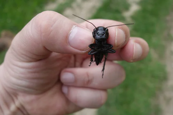 Dead Crickets Close View — Stock Photo, Image