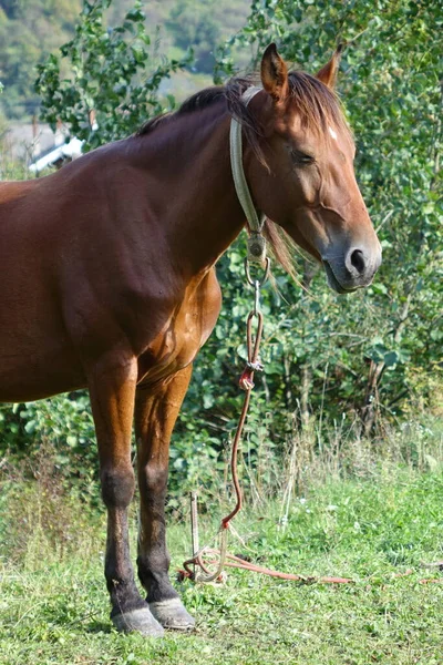 Cavalos Cárpatos Montanhas Dos Cárpatos Transcarpatias — Fotografia de Stock