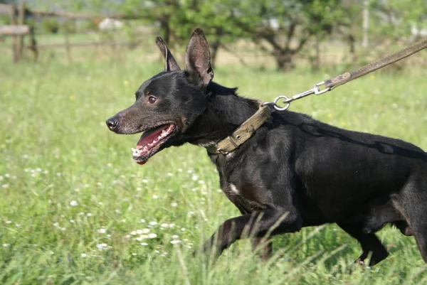 Cão Preto Vista Perto — Fotografia de Stock