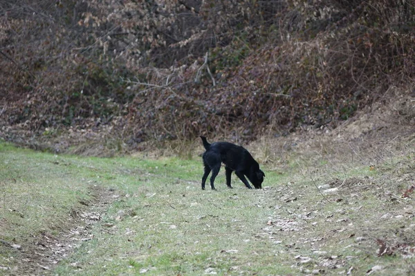 Hund Skogen — Stockfoto