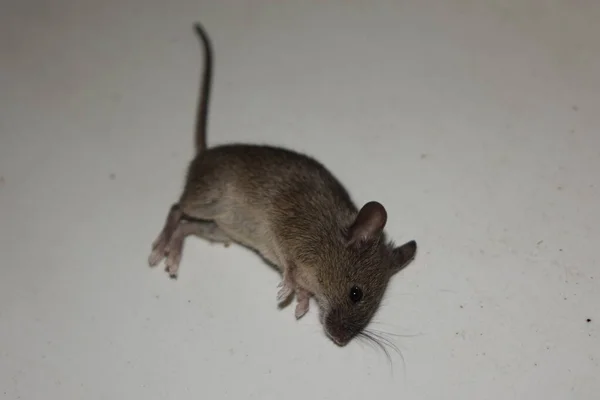Rato Doméstico Comum Mus Musculus — Fotografia de Stock