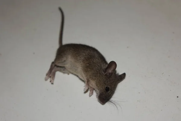 Hausmaus Mus Musculus — Stockfoto