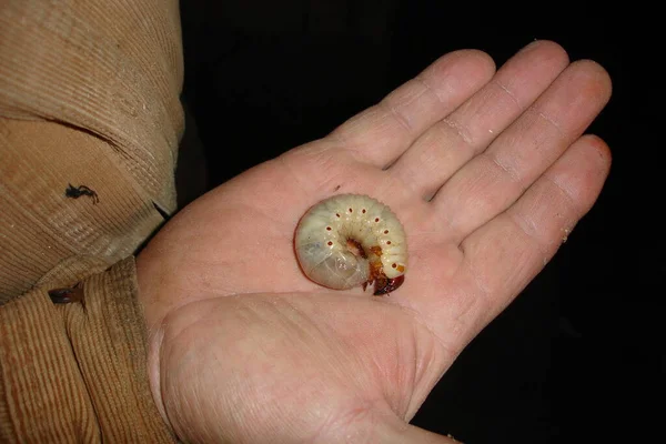 Larvas Besouro Maio Mãos Humanas — Fotografia de Stock
