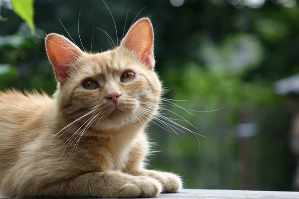 Vista Ravvicinata Del Simpatico Gatto Dalla Testa Rossa — Foto Stock