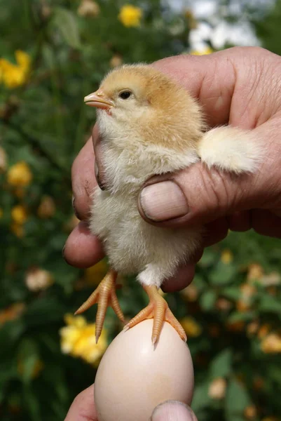 Pollo Pequeño Manos Humanas —  Fotos de Stock