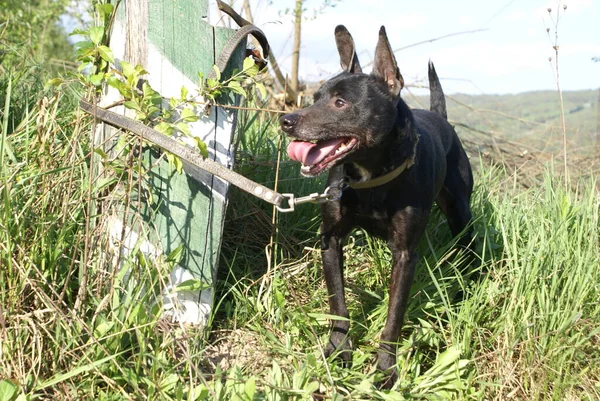 Cão Preto Vista Perto — Fotografia de Stock