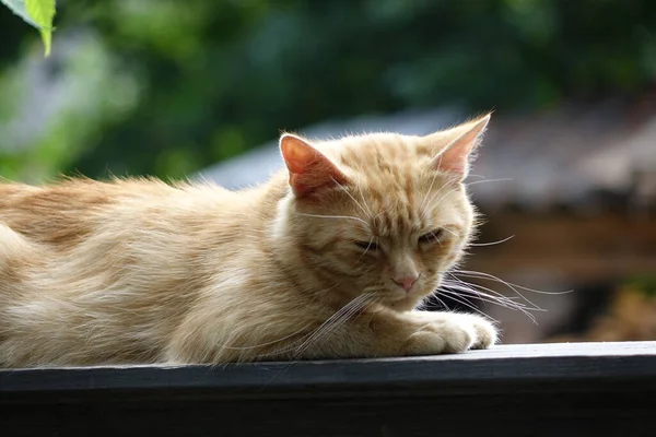 Närbild Söt Rödhårig Katt — Stockfoto