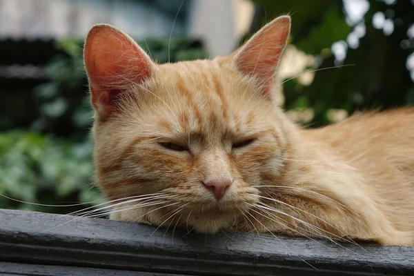 Κοντινή Προβολή Χαριτωμένης Κοκκινομάλλας Γάτας — Φωτογραφία Αρχείου