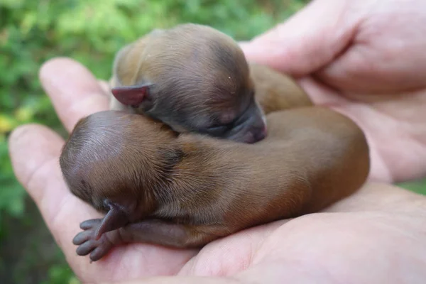 Perros Pequeños Vista Cerca —  Fotos de Stock