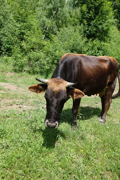 Vaca Pastando Campo Verde Transcarpatia — Foto de Stock