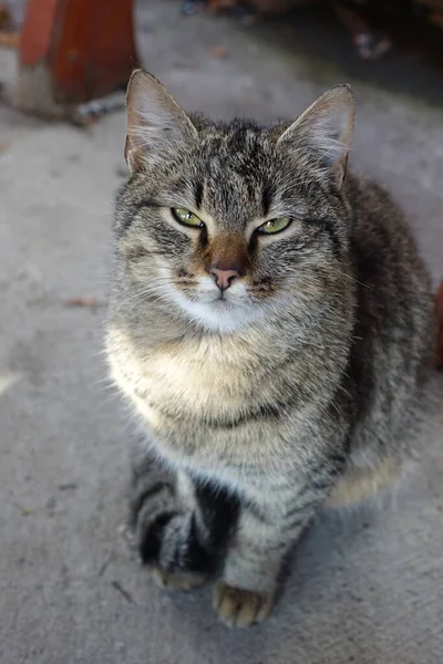 Oude Kat Close Zicht — Stockfoto