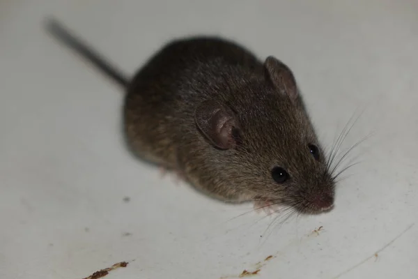 Hausmaus Mus Musculus — Stockfoto