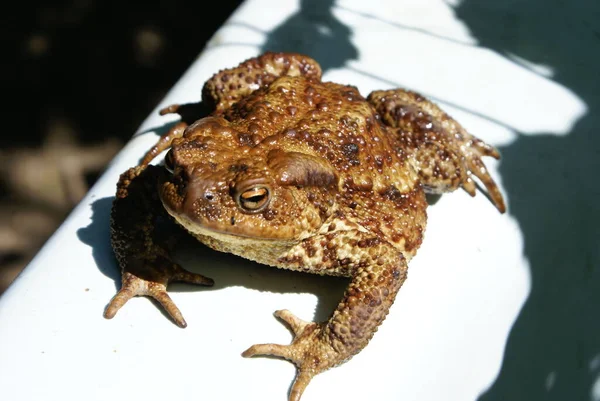 Crapaud Prélassant Soleil — Photo