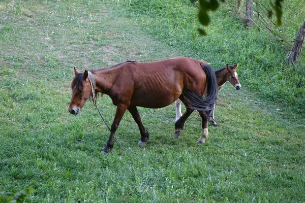 Caballo Cárpatos Montañas Los Cárpatos Transcarpatia — Foto de Stock