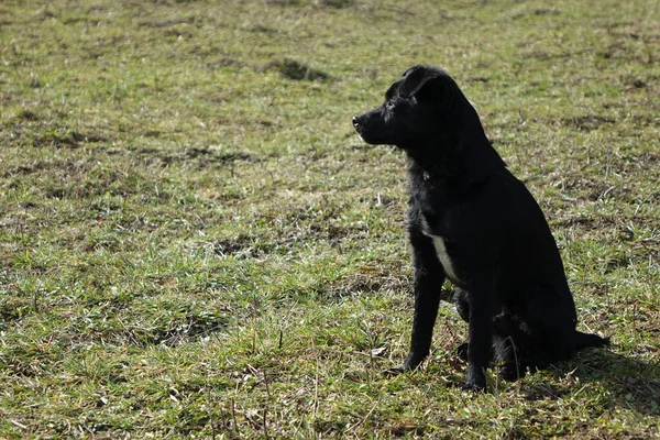 Psy Zielonej Trawie Zewnątrz — Zdjęcie stockowe