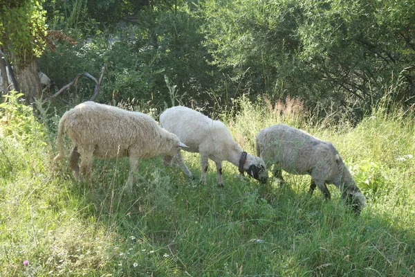 Owce Pasą Trawę Zakarpactwo — Zdjęcie stockowe