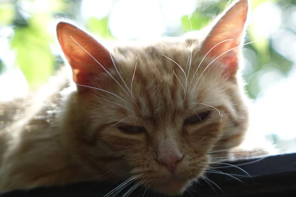 Közelről Kilátás Aranyos Vörös Hajú Macska — Stock Fotó