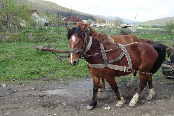 Hutsul Horses Mountain Landscape — Stock Photo, Image